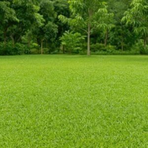 Malaysian Grass Carpet