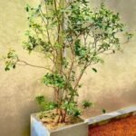 Residential Balcony Planting