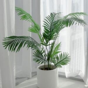 Palm Plant