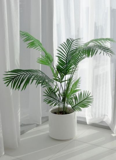 Palm Plant