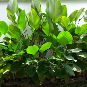 Calathia Lutia Plant