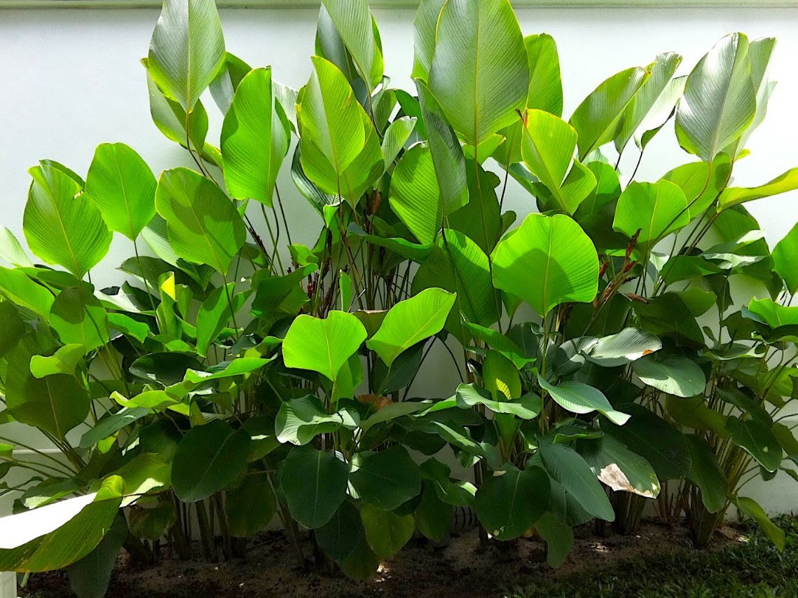 Calathia Lutia Plant