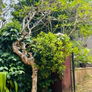 Antique Araliya Trees