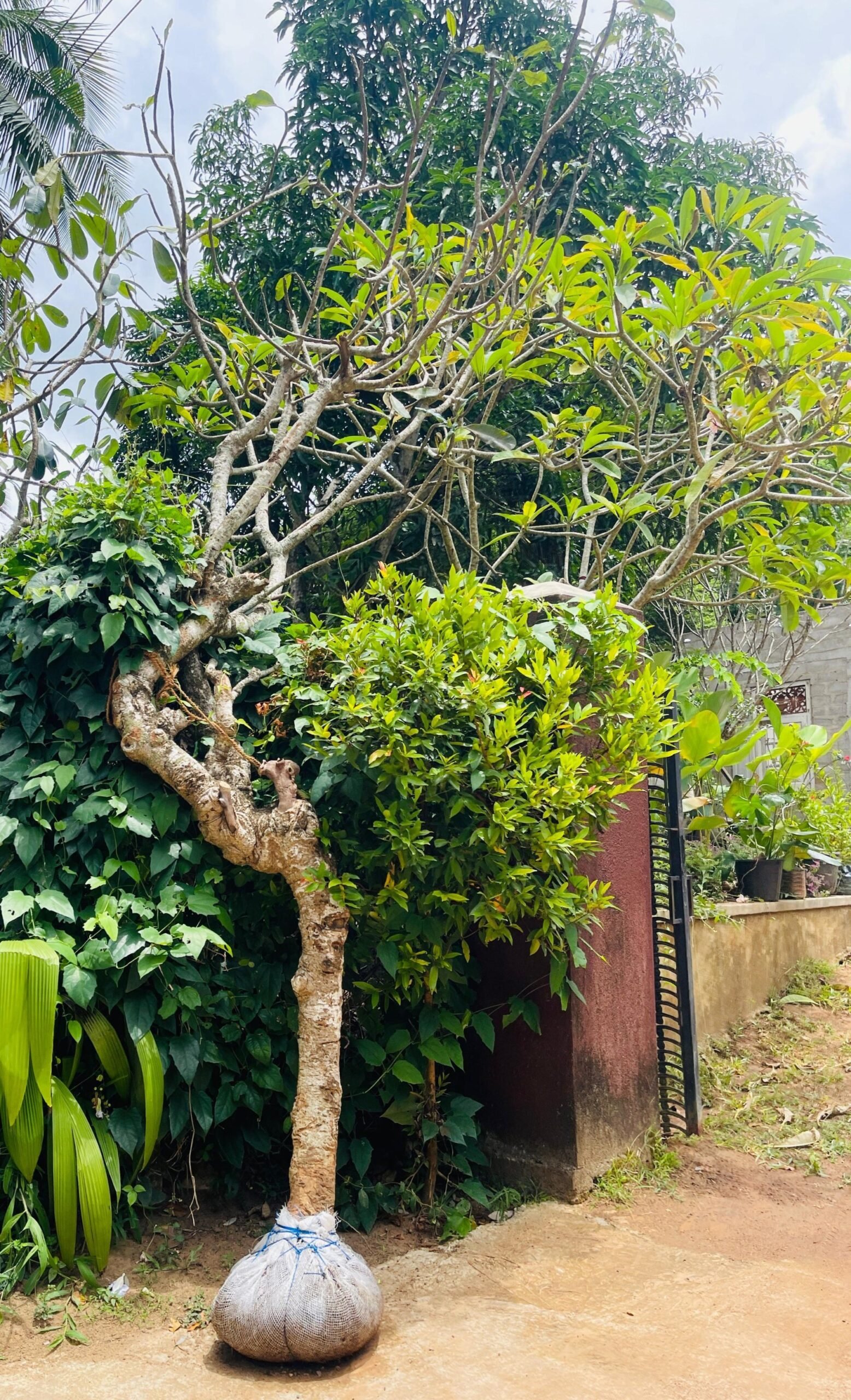 Antique Araliya Trees